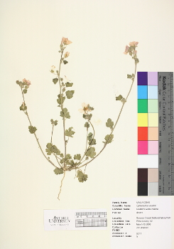 primary herbarium image