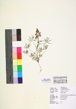 primary herbarium image