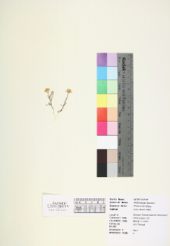primary herbarium image