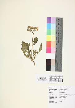 primary herbarium image