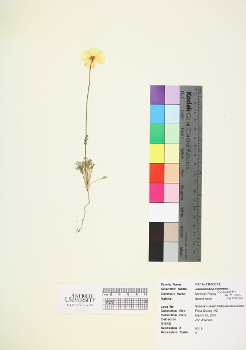primary herbarium image
