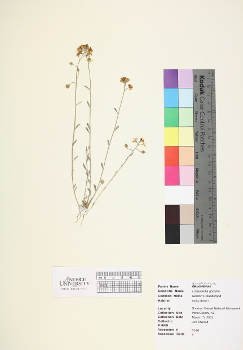primary herbarium image
