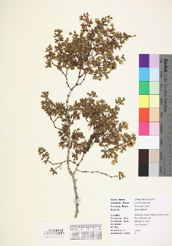 primary herbarium image