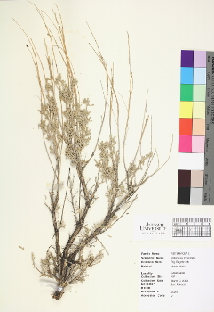 primary herbarium image