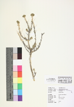 primary herbarium image