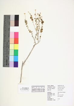 primary herbarium image
