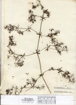 primary herbarium image