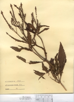 primary herbarium image