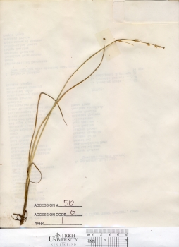 primary herbarium image