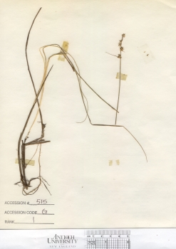 primary herbarium image