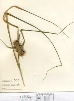 primary herbarium image