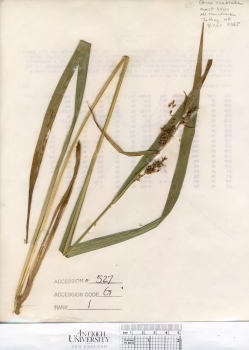 primary herbarium image