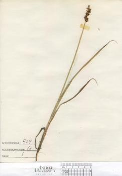 primary herbarium image