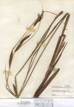 primary herbarium image