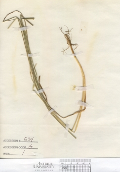 primary herbarium image