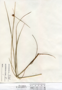 primary herbarium image
