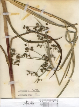 primary herbarium image