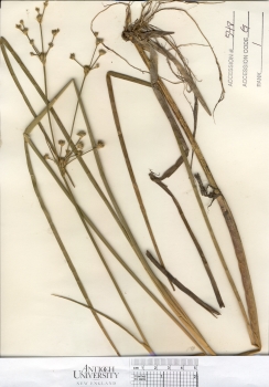 primary herbarium image