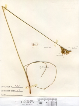 primary herbarium image