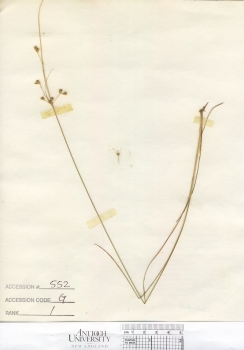 primary herbarium image