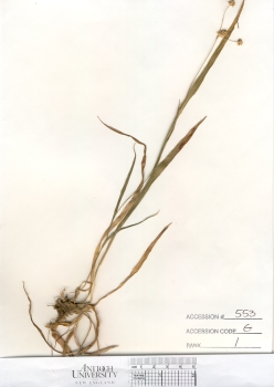 primary herbarium image