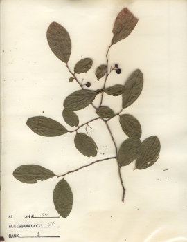 primary herbarium image