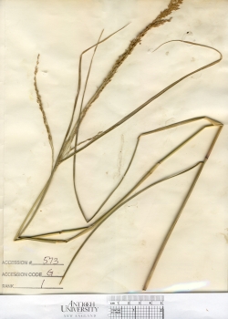primary herbarium image