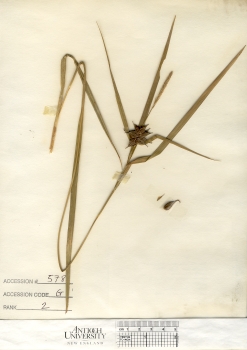 primary herbarium image