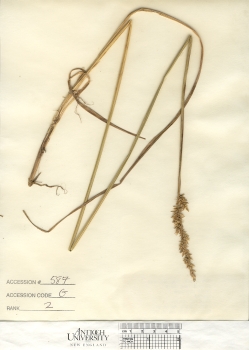 primary herbarium image