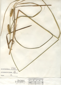 primary herbarium image