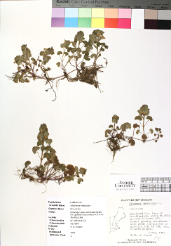 primary herbarium image