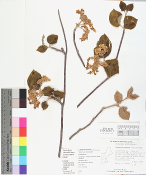 primary herbarium image