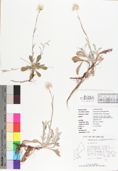 primary herbarium image