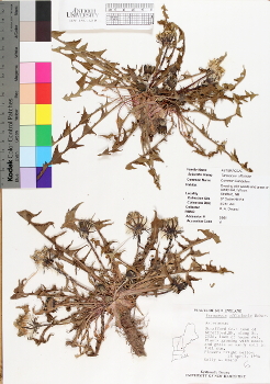 primary herbarium image