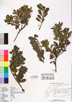 primary herbarium image
