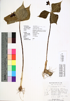 primary herbarium image