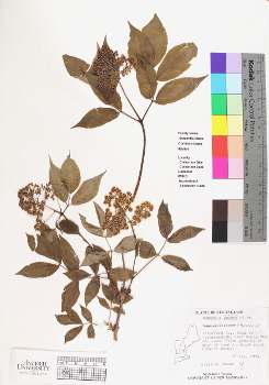 primary herbarium image