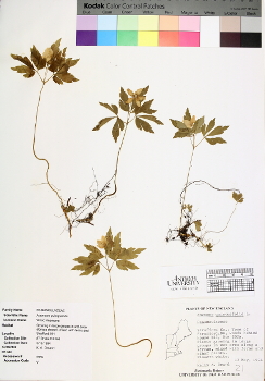 primary herbarium image