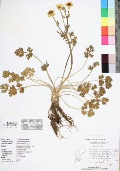 primary herbarium image