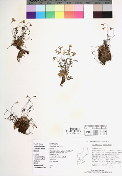 primary herbarium image