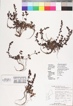 primary herbarium image