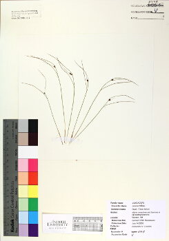 primary herbarium image