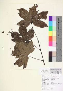 primary herbarium image