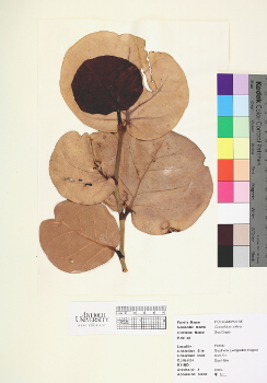 primary herbarium image