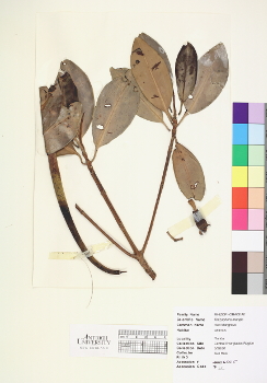 primary herbarium image