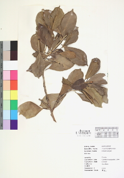 primary herbarium image