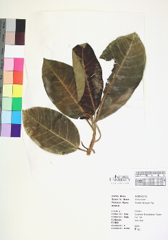 primary herbarium image