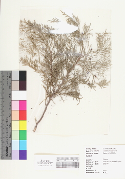 primary herbarium image