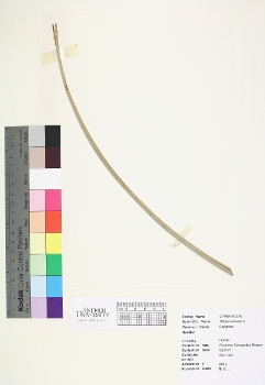 primary herbarium image