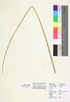 primary herbarium image